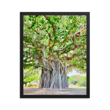 Load image into Gallery viewer, Banyan Tree Nob Hill (Pearl Harbor) Oahu Hawaii Framed poster
