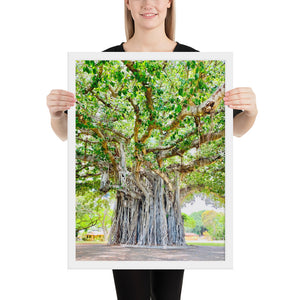 Banyan Tree Nob Hill (Pearl Harbor) Oahu Hawaii Framed poster
