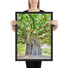 Load image into Gallery viewer, Banyan Tree Nob Hill (Pearl Harbor) Oahu Hawaii Framed poster
